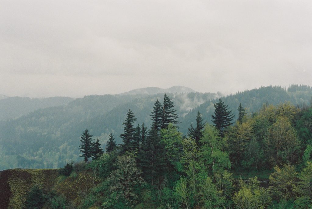 A grainy film photograph of a forest.