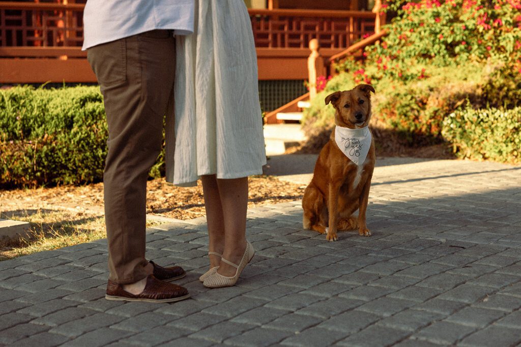 engagement photos with your dog