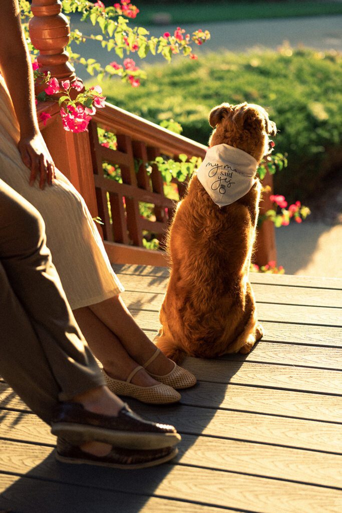 engagement photos with your dog